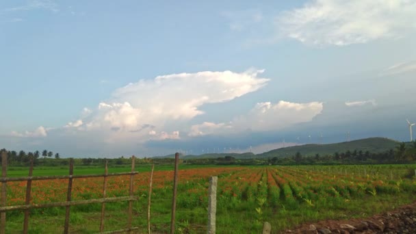 Utsikt Över Stora Ringblomma Fält Sommaren Nära Bergen Byn Indien — Stockvideo