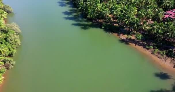 Une Large Vue Aérienne Des Cocotiers Sur Les Rives Rivière — Video