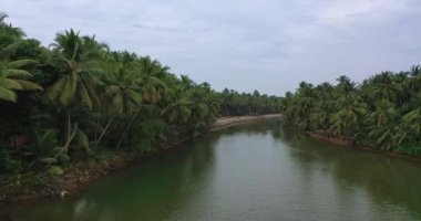 Güneşli bir günde nehir kıyısında hindistan cevizi palmiyelerinin geniş bir görüntüsü.
