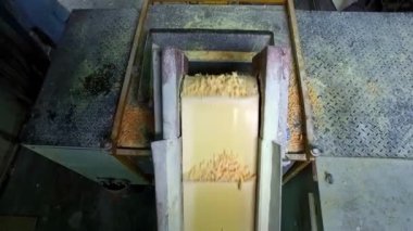 Sabun / konveyör ekipmanı üretimi bir sabun fabrikasında / Taşıyıcı bant kesik sabunu öğütücüye taşıyor