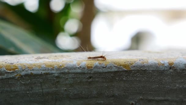 Una Macro Vista Una Pequeña Oruga Peluda Moviéndose Pared Durante — Vídeo de stock