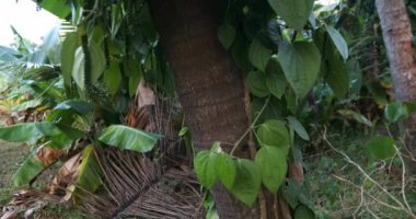 Idyllic kırsal köy sahnesi, Hindistan 'da yaz boyunca hindistan cevizi ağacında kara biber bitkileri.