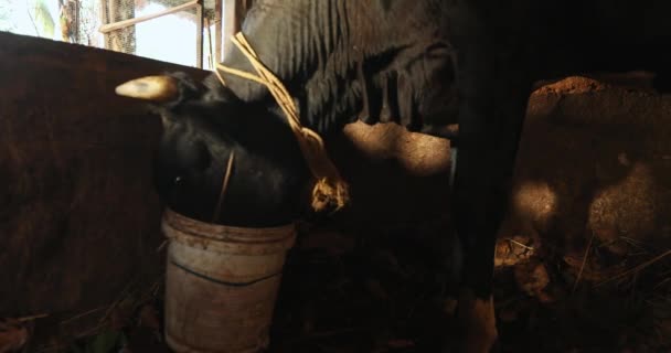 阳光明媚的日子里 从谷仓里的水桶里可以近距离看到奶牛饮水 — 图库视频影像