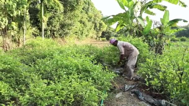 Mysore Índia Dezembro 2017 Pequeno Agricultor Indiano Amarrando Plantas Flores — Vídeo de Stock