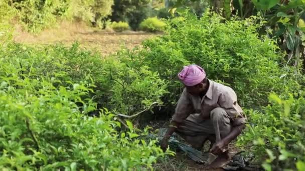 Mysore Índia Dezembro 2017 Pequeno Agricultor Indiano Remove Ervas Daninhas — Vídeo de Stock
