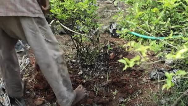 Vue Rapprochée Petit Agriculteur Desserrer Sol Dur Avec Pioche Autour — Video