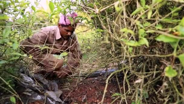 2017年12月22日インド マイソール インドの小規模農家がジャスミンの花畑から雑草を除去し 一人で作業し 雑草を除去し 農地を耕す — ストック動画