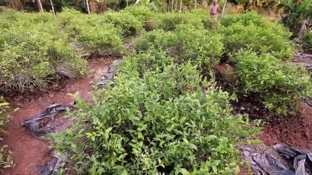 Mysore Índia Dezembro 2017 Uma Vista Plantas Jasmim Pequeno Campo — Vídeo de Stock