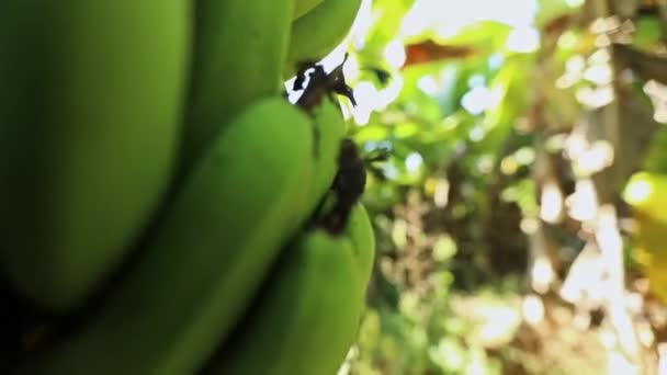 Primer Plano Del Arbusto Plátano Sin Madurar Plantación Durante Tiempo — Vídeo de stock