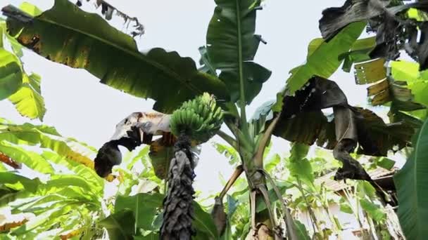 Plantação Banana Arbusto Bananas Pendurado Árvore Durante Verão — Vídeo de Stock