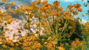 Zarif sarı bir çiçek rüzgarda sallanıyor güzel dağların arka planında