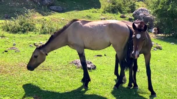 Couple Aimant Loges Paître Cutly Sur Pelouse Manger Herbe — Video