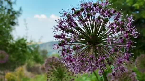 Lonely Beautiful Purple Flower Calmly Sways Wind Summer Early Morning — Stock Video