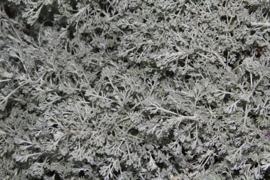 Ormandaki Güzel Doğal Bitkiler