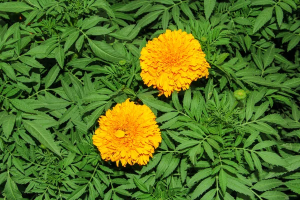 Жовта Квітка Зеленому Тлі Трави Жовта Zinnia Flower Fellow Colors — стокове фото