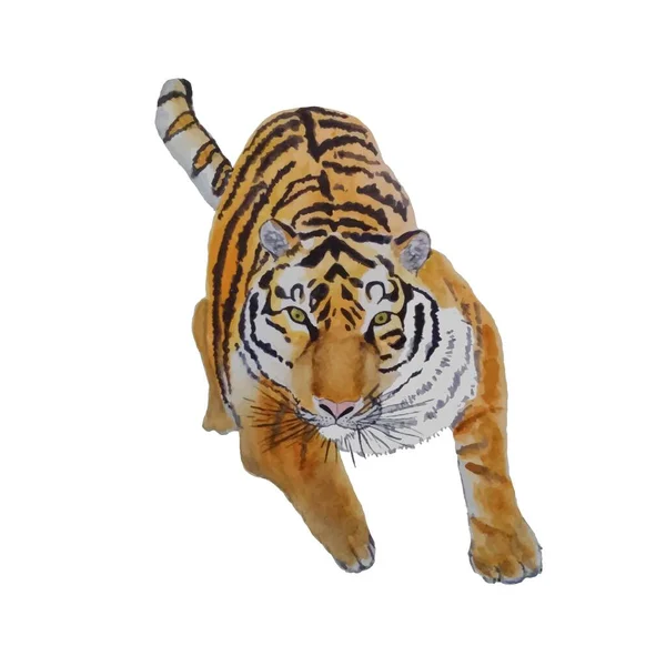 Tigre Croquis Aquarelle Objet Animal Isolé Illustration Vectorielle Stock Pour — Image vectorielle