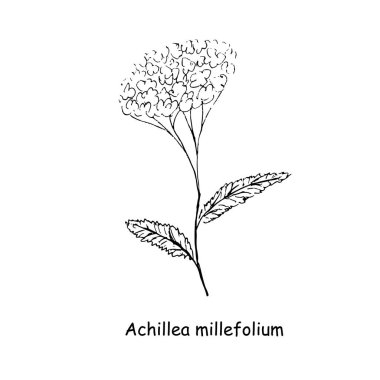 Yarrow scketch monokrom doğa web için, baskı için, kumaş baskısı için, ambalaj tasarımı için