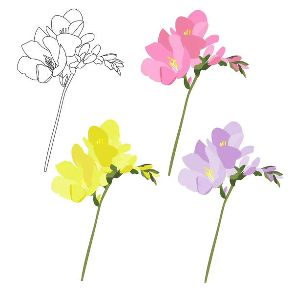 Freesia Colorful Set Розовые Фиолетовые Желтые Монохромные Цветы — стоковый вектор