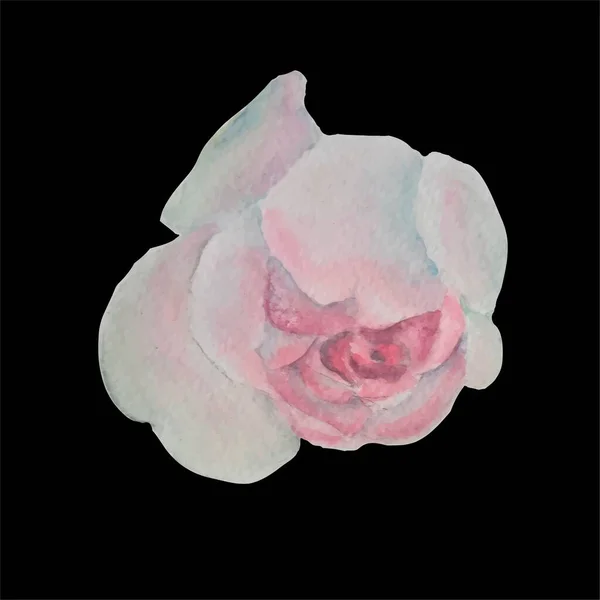 Rosa Ros Akvarell Blomma Svart Stock Vektor Illustration Dekorativa Element — Stock vektor