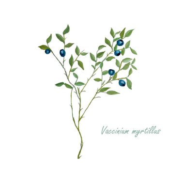 Blueberry plant with fruit. Watercolour botanical illustration stock vector illustration for web, for print