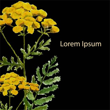 Siyah Lorem Ipsum sanat botanik illüstrasyon vektörü, basım için, etiket için, ürün tasarımı için yaygın olarak kullanılan tansi suluboya çiçek bitkisi.