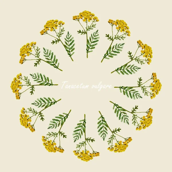 Common Tansy Watercolor Floral Medicinal Plant Circle Art Botanical Illustration — Vector de stock
