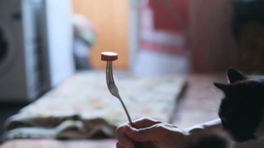 Komik kedi sosisi çatalla yer.