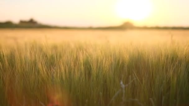 牧草地での夜、耳に夕日の光 — ストック動画