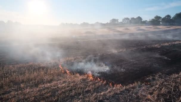 Grama seca em chamas e fumaça enquanto queima fogo florestal na estação seca. — Vídeo de Stock