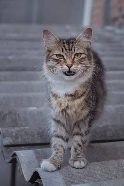 Jeune Chat Debout Sur Ardoise Dans Cour Ville Été Chat — Photo