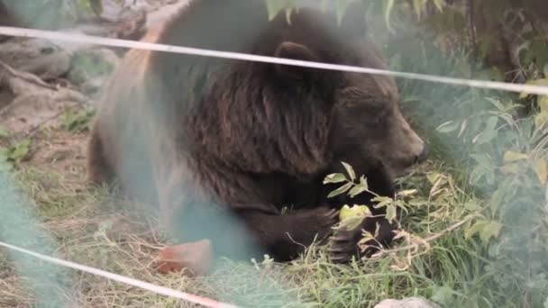 피곤 한 갈색 곰 사과를 먹고 있다 — 비디오