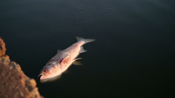 Un pesce morto giace vicino alla riva. Disastro ecologico - morte di massa dei pesci — Video Stock