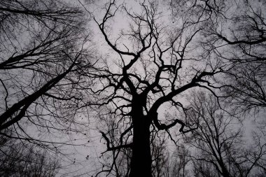 Güzel bulutlu gökyüzünün arka planında yaprakları olmayan yaşlı bir ağaç..