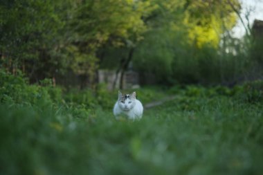 Saldırmaya hazırlanan vahşi sokak kedisi çalıların arasından gizlice kaçıyor.