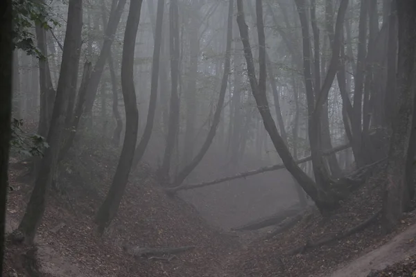 Caminho Através Uma Floresta Escura Noite — Fotografia de Stock