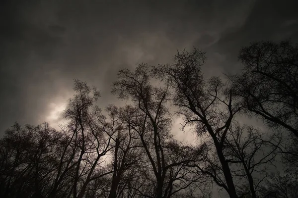 Crepúsculo Floresta Paisagem Mística Nocturna Silhuetas Árvores Contra Céu Nublado — Fotografia de Stock