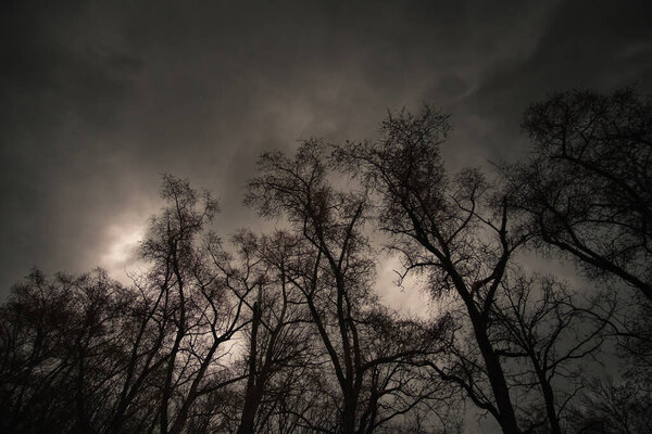 Twilight in the forest, mystic nightscape. Silhouettes of trees against a cloudy sky.