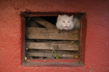 Beyaz korkmuş sokak kedisi bodrumda saklanıyor..