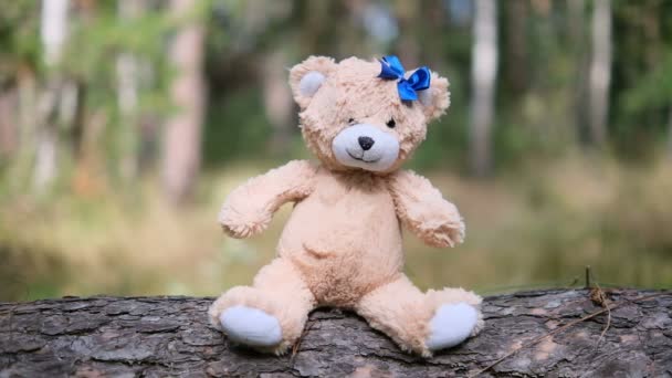 Osito de peluche en el bosque está sentado — Vídeos de Stock