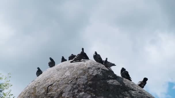 Pigeons sitting on the ancient stone statue — Stock Video