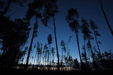 Akşamları parkta uzun köknar ağaçları.
