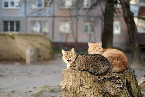 Due Gatti Seduti Tronco Albero Sbadigliando — Foto Stock