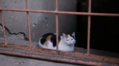 Endüstriyel Kedi Terk Edilmiş Tesiste Yürüyor