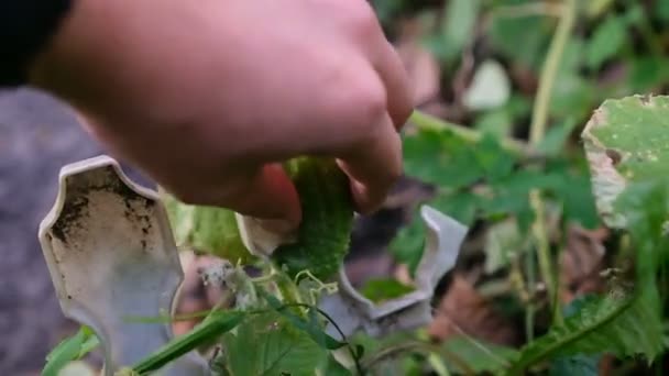 Pepino verde en el jardín. El pepino madura en el jardín — Vídeos de Stock