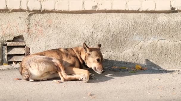 Ensamma sovande hemlösa hundar på gatan — Stockvideo