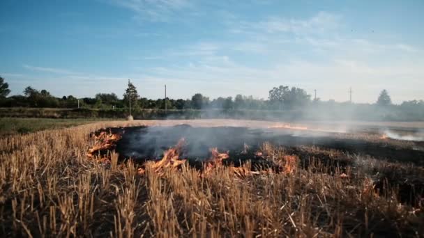 Сухая трава в огне и дыме во время горения лесного пожара в сухой сезон. — стоковое видео