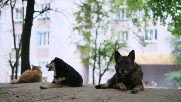 街上有三只熟睡的流浪狗 — 图库视频影像
