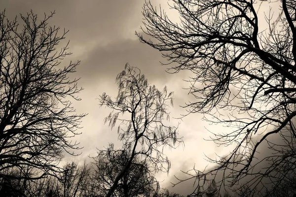 Silhueta Ramo Árvore Inverno Céu Dramático Escuro Com Nuvens Conceito — Fotografia de Stock