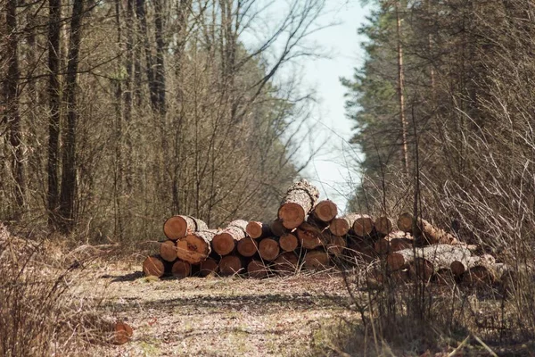 Stack Firewood Logs Woods — Stock Photo, Image