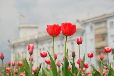 Öndeki şehir parkında iki büyük kırmızı lale. Yaz günü bahçede güzel bir lale çiçeği. Bulanık arkaplan.